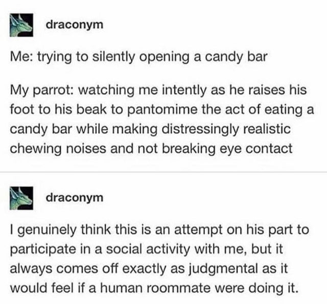 document - A draconym Me trying to silently opening a candy bar My parrot watching me intently as he raises his foot to his beak to pantomime the act of eating a candy bar while making distressingly realistic chewing noises and not breaking eye contact As