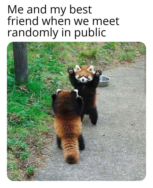 two red pandas - Me and my best friend when we meet randomly in public