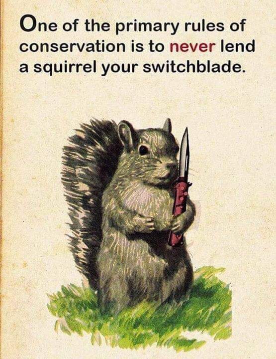 never lend a squirrel your switchblade - One of the primary rules of conservation is to never lend a squirrel your switchblade.