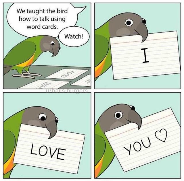 bird oc - We taught the bird how to talk using word cards. Watch! Humanisers Love You