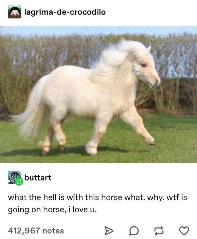 cute ponys - lagrimadecrocodilo buttart what the hell is with this horse what. why. wtf is going on horse, i love u. 412,967 notes > D