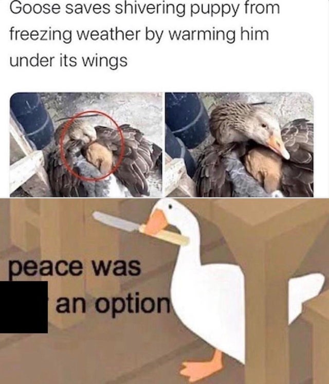 peace was never an option - Goose saves shivering puppy from freezing weather by warming him under its wings peace was an option