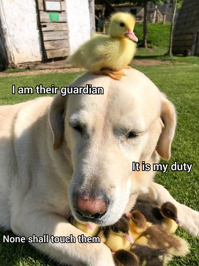 dog adopts ducklings - I am their guardian It is my duty None shall touch them