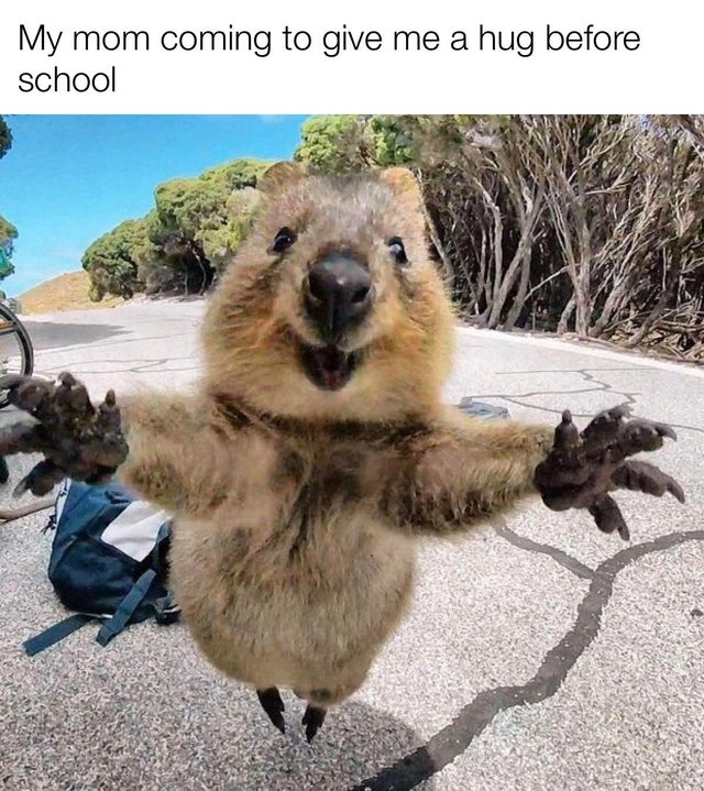 cute fat quokka - My mom coming to give me a hug before school
