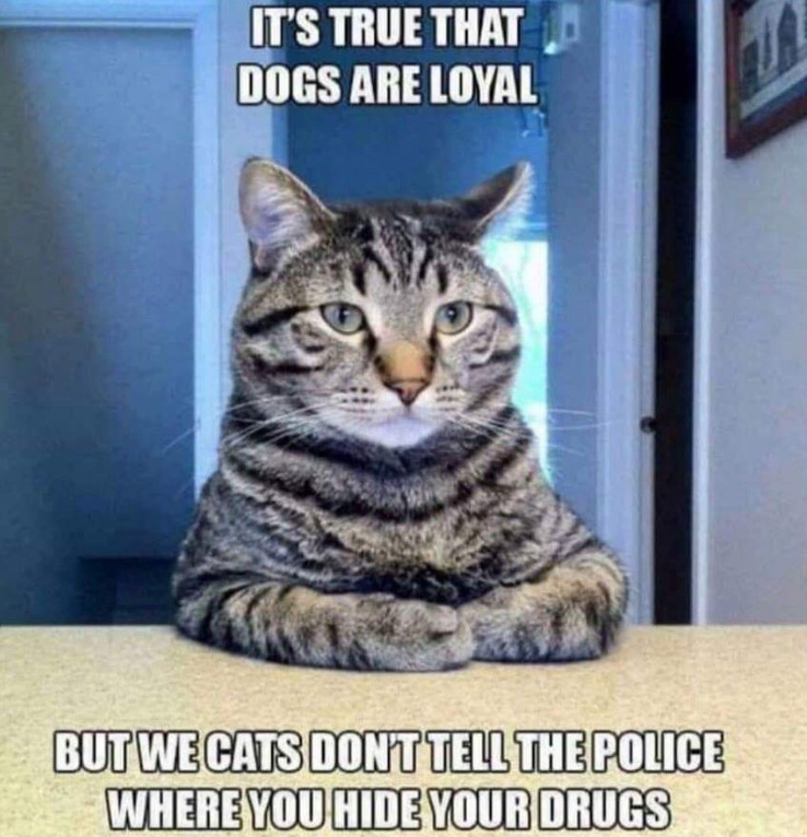 cat loyalty - It'S True That Dogs Are Loyal But We Cats Donttell The Police Where You Hide Your Drugs