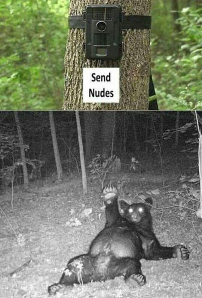 bear waving at trail camera - Send Nudes