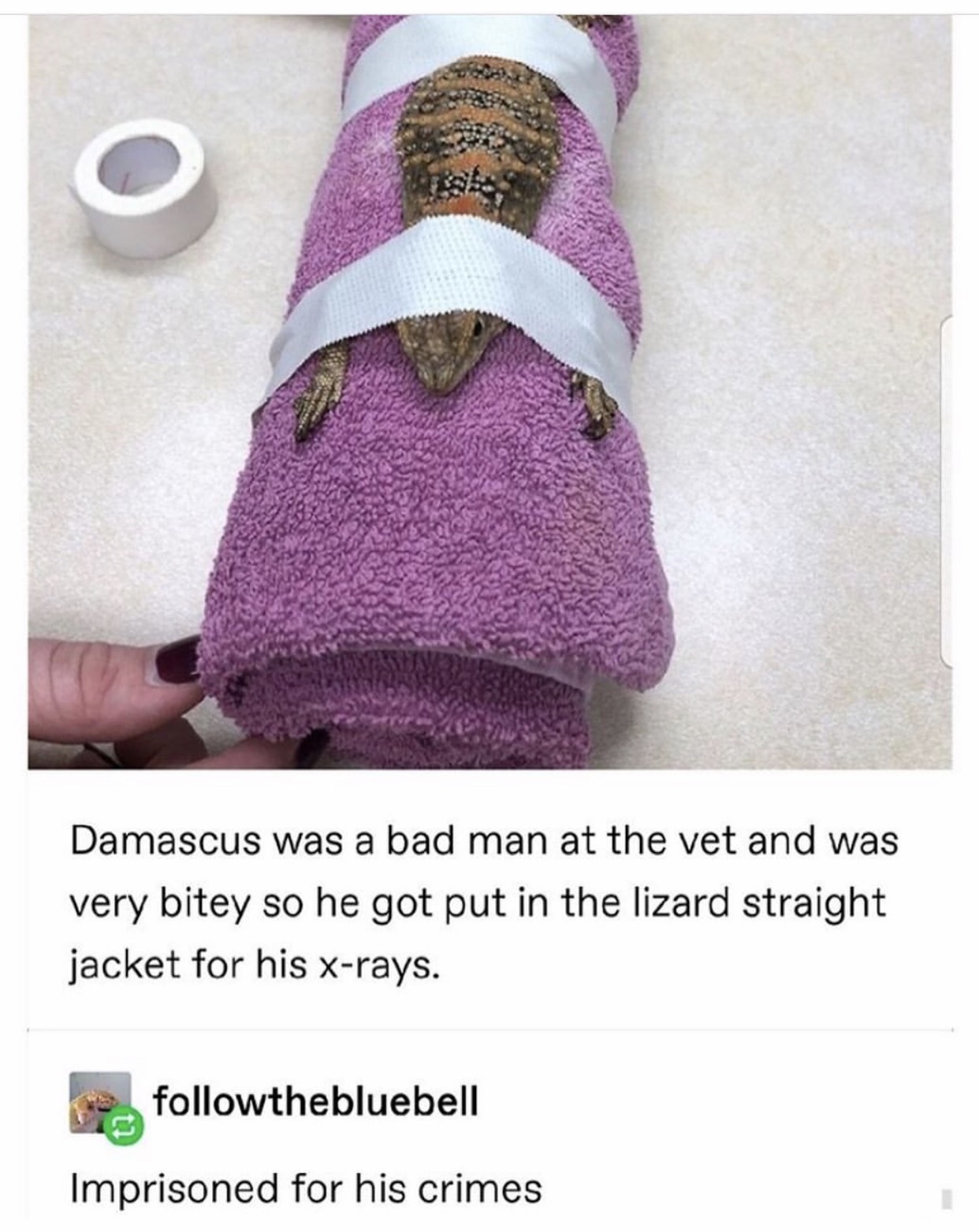 damascus was a bad man at the vet - Damascus was a bad man at the vet and was very bitey so he got put in the lizard straight jacket for his xrays. thebluebell Imprisoned for his crimes