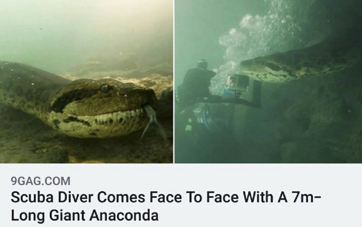 scuba diver 7m anaconda - 9GAG.Com Scuba Diver Comes Face To Face With A 7m Long Giant Anaconda