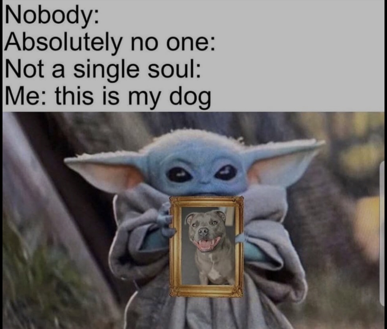 baby yoda dog meme - Nobody Absolutely no one Not a single soul Me this is my dog