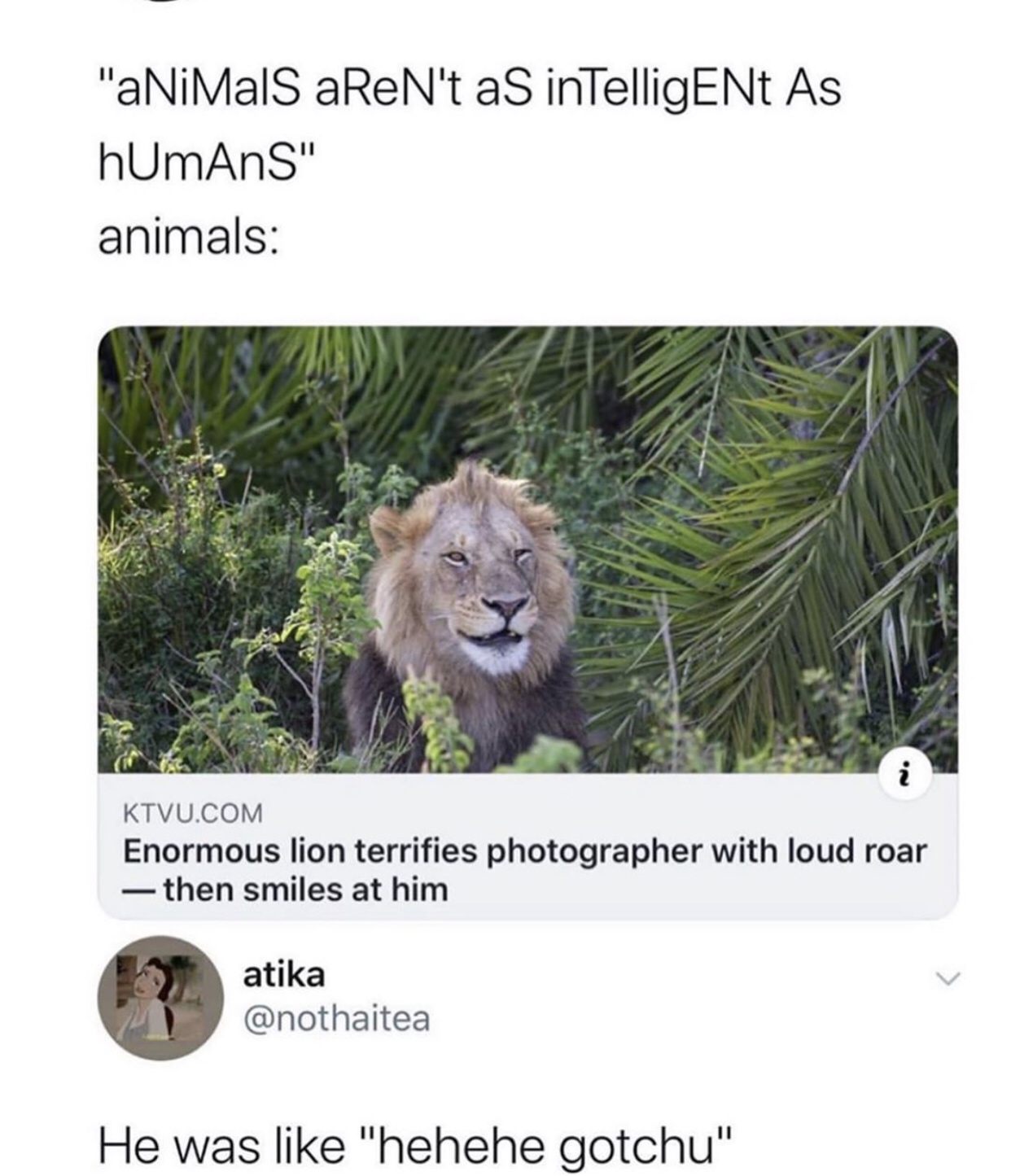 enormous lion terrifies photographer - "aNiMaS aReN't as intelligENt As hUmAns" animals Ktvu.Com Enormous lion terrifies photographer with loud roar then smiles at him atika He was "hehehe gotchu"