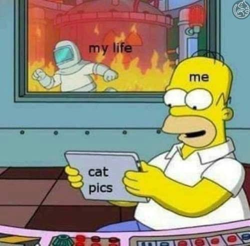my life me meme - my life me cat pics