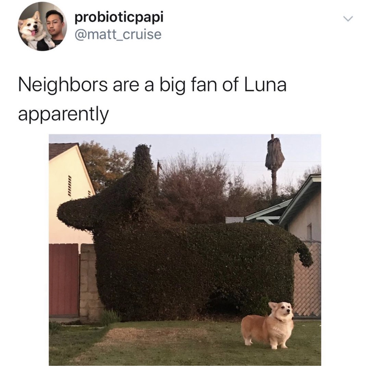 pet - probioticpapi Neighbors are a big fan of Luna apparently 112