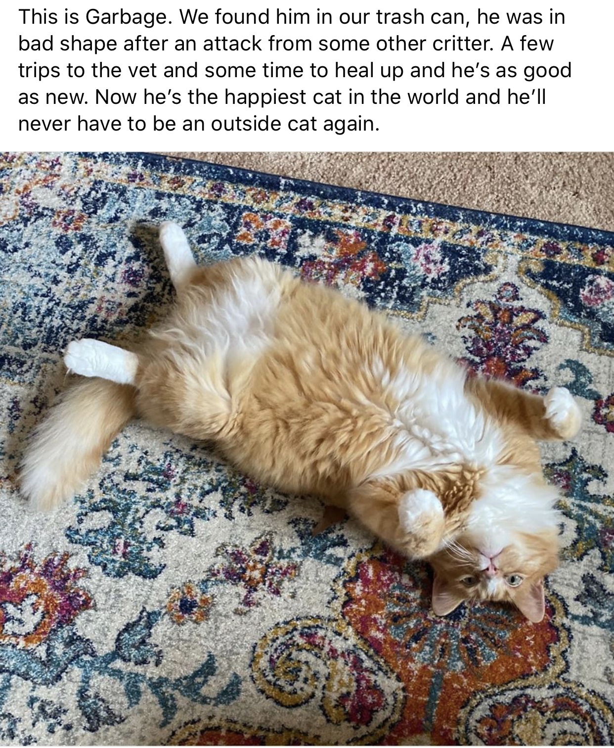 photo caption - This is Garbage. We found him in our trash can, he was in bad shape after an attack from some other critter. A few trips to the vet and some time to heal up and he's as good as new. Now he's the happiest cat in the world and he'll never ha