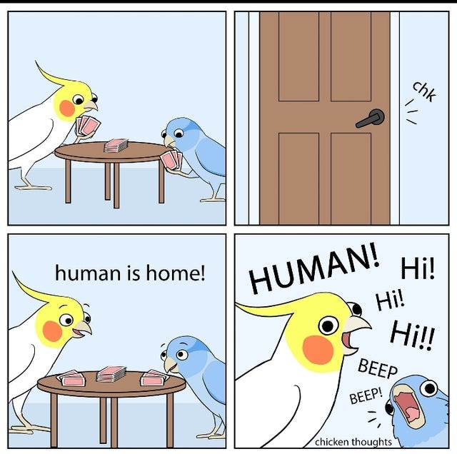 potatopato and chicken thoughts - human is home! Human! Hi! Hi! Hi!! Beep Beep! chicken thoughts