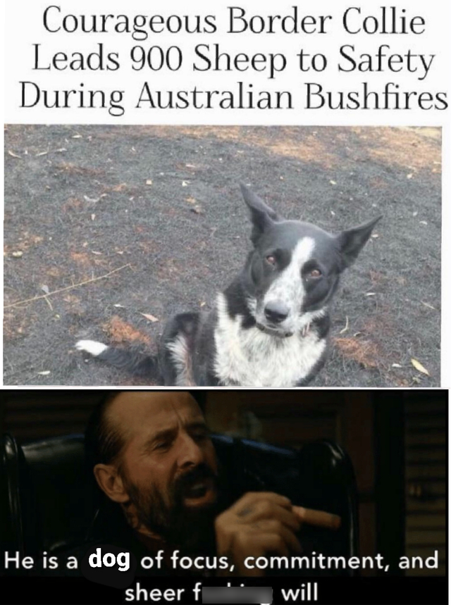 Sheep - Courageous Border Collie Leads 900 Sheep to Safety During Australian Bushfires He is a dog of focus, commitment, and sheer f will