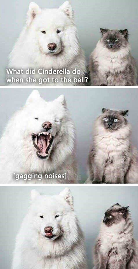 funny pun memes - What did Cinderella do when she got to the ball? Igagging noises