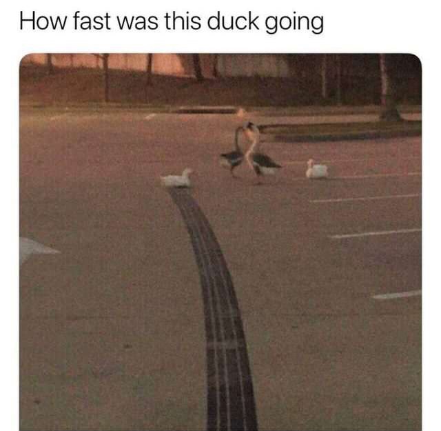 fast was this duck going - How fast was this duck going
