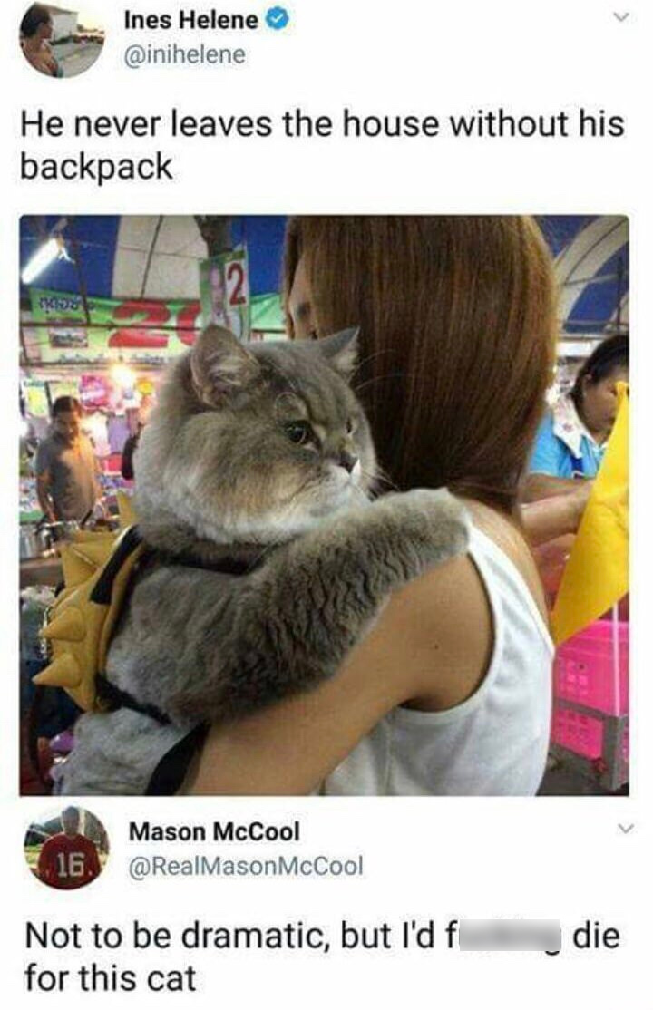 very big boy - Ines Helene He never leaves the house without his backpack 16. Mason McCool McCool Not to be dramatic, but I'd f for this cat die