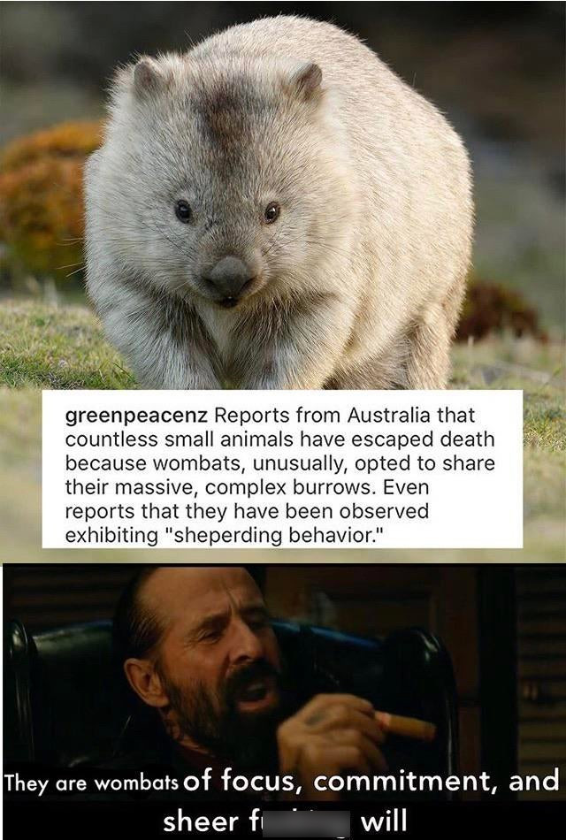 greenpeacenz Reports from Australia that countless small animals have escaped death because wombats, unusually, opted to their massive, complex burrows. Even reports that they have been observed exhibiting "Sheperding behavior." They are wombats of focus,