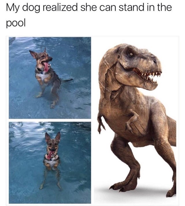t rex png - My dog realized she can stand in the pool
