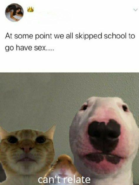 nice cock bro the council meme - At some point we all skipped school to go have sex.... can't relate