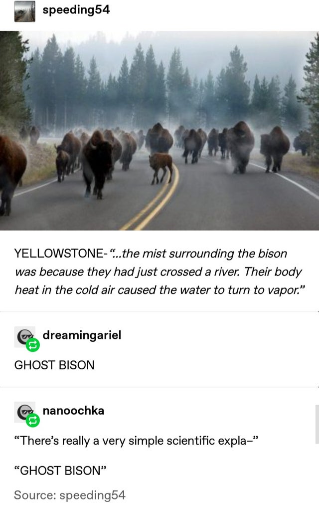 ghost bison - speeding54 Yellowstone"...the mist surrounding the bison was because they had just crossed a river. Their body heat in the cold air caused the water to turn to vapor. dreamingariel Ghost Bison er nanoochka There's really a very simple scient