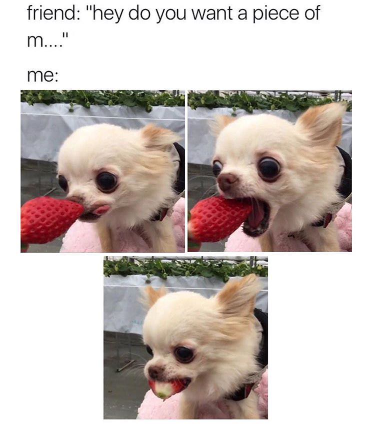 chihuahuas eating strawberries - friend "hey do you want a piece of m...." me