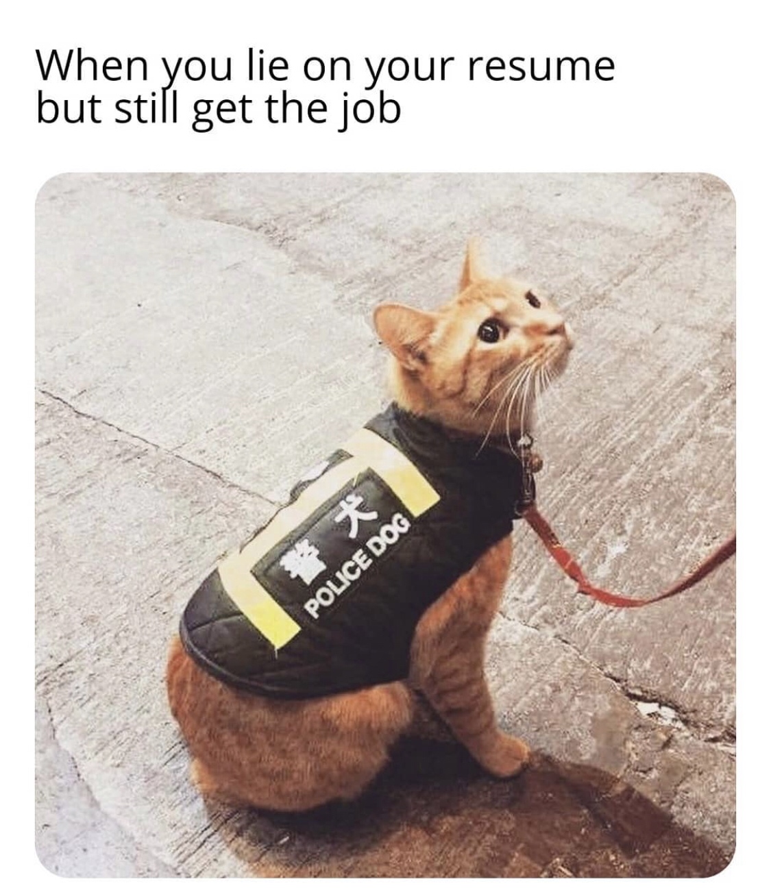you lie on your resume and still get the job meme - When you lie on your resume but still get the job Police Dog