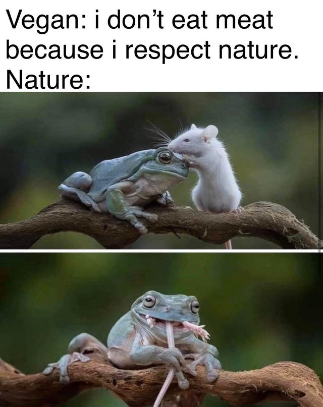 frog didn t eat mouse - Vegan i don't eat meat because i respect nature. Nature