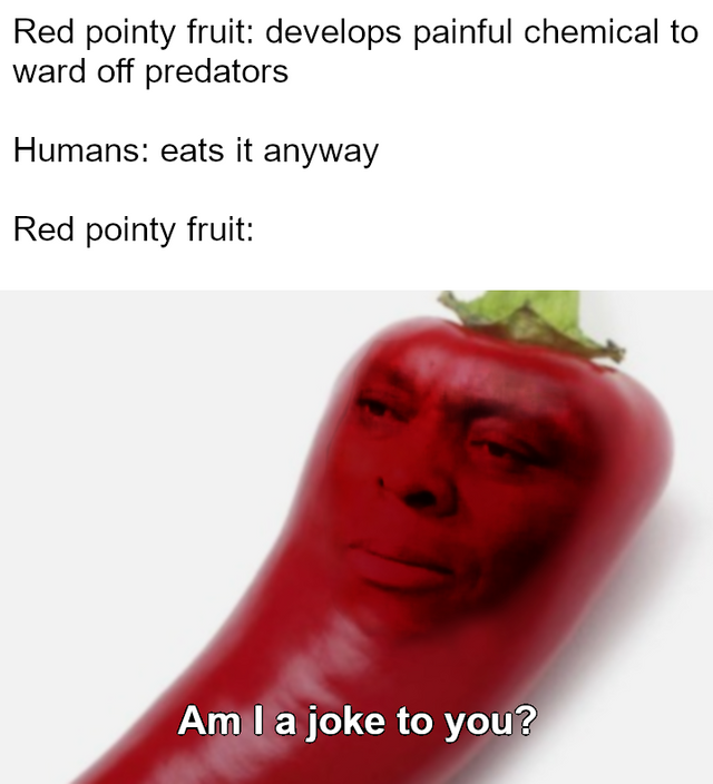 red pointy fruit meme - Red pointy fruit develops painful chemical to ward off predators Humans eats it anyway Red pointy fruit Am I a joke to you?