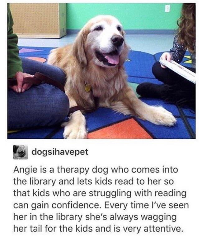 therapy dog angie - dogsihavepet Angie is a therapy dog who comes into the library and lets kids read to her so that kids who are struggling with reading can gain confidence. Every time I've seen her in the library she's always wagging her tail for the ki