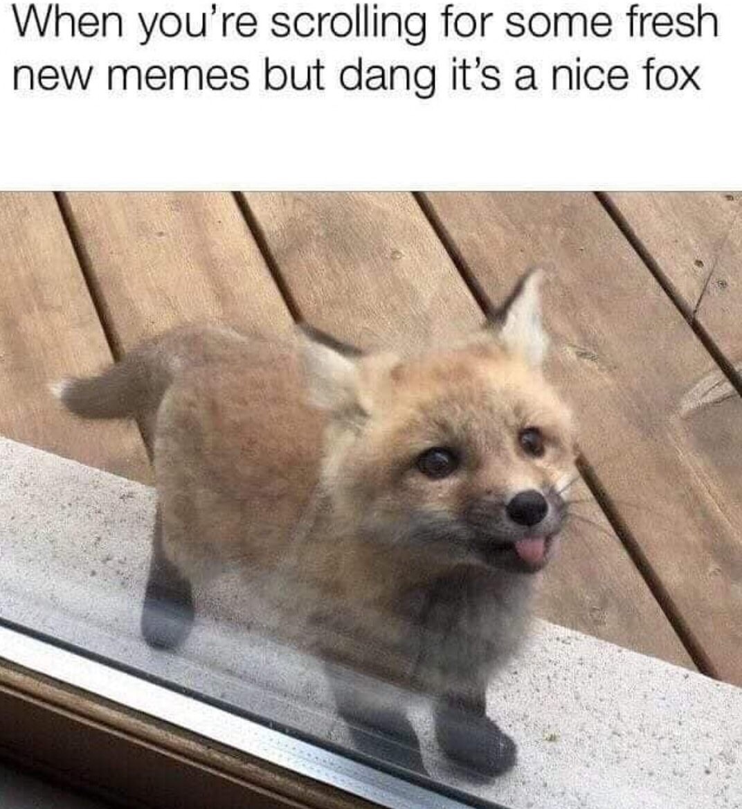 cute fox meme - When you're scrolling for some fresh new memes but dang it's a nice fox
