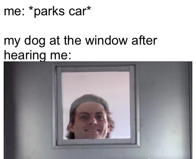 presentation - me parks car my dog at the window after hearing me