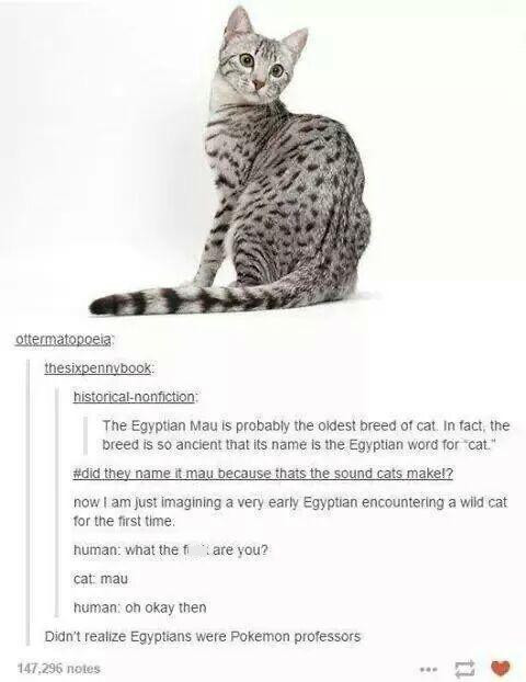 egyptian mau meme - ottermatopoeia thesixpennybook historicalnonfiction The Egyptian Mau is probably the oldest breed of cat. In fact, the breed is so ancient that its name is the Egyptian word for cat. they name it may because thats the sound cats makel?