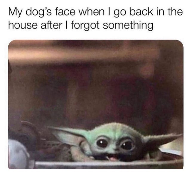 my dogs face when i go back - My dog's face when I go back in the house after I forgot something