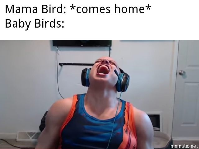 Internet meme - Mama Bird comes home Baby Birds mematic.net