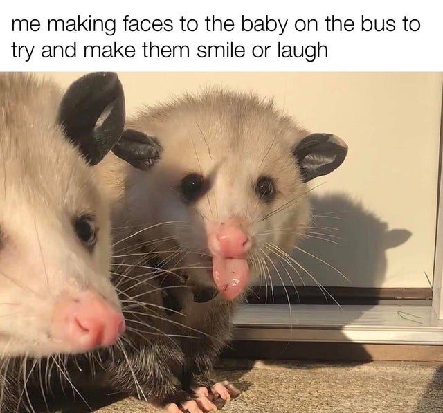 virginia opossum - me making faces to the baby on the bus to try and make them smile or laugh