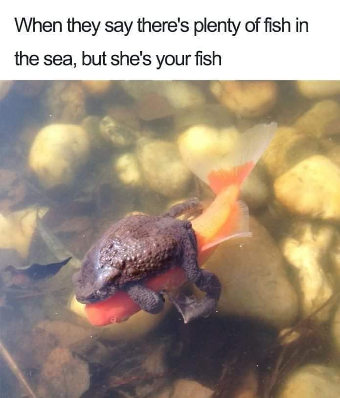 wholesome relationship memes - When they say there's plenty of fish in the sea, but she's your fish