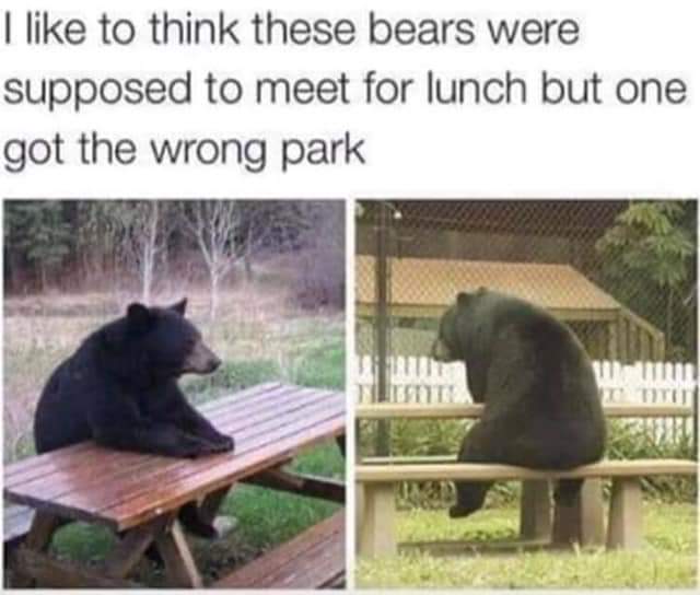 funny bears meme - I to think these bears were supposed to meet for lunch but one got the wrong park mm Cat Listuti