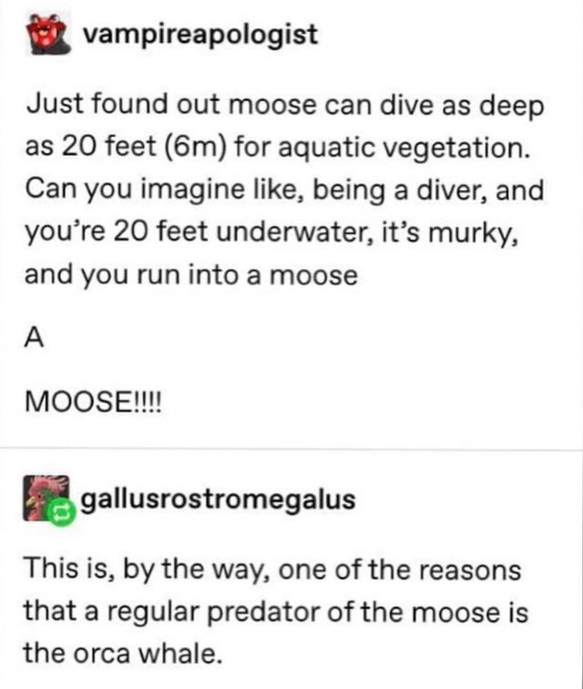 moose diving 20 feet - vampireapologist Just found out moose can dive as deep as 20 feet 6m for aquatic vegetation. Can you imagine , being a diver, and you're 20 feet underwater, it's murky, and you run into a moose Moose!!!! gallusrostromegalus This is,