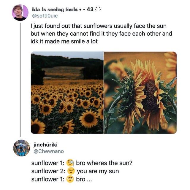 sunflower - ida is seeing louis. 43 I just found out that sunflowers usually face the sun but when they cannot find it they face each other and idk it made me smile a lot jinchriki sunflower 1 9 bro where the sun? sunflower 2 you are my sun sunflower 1 br