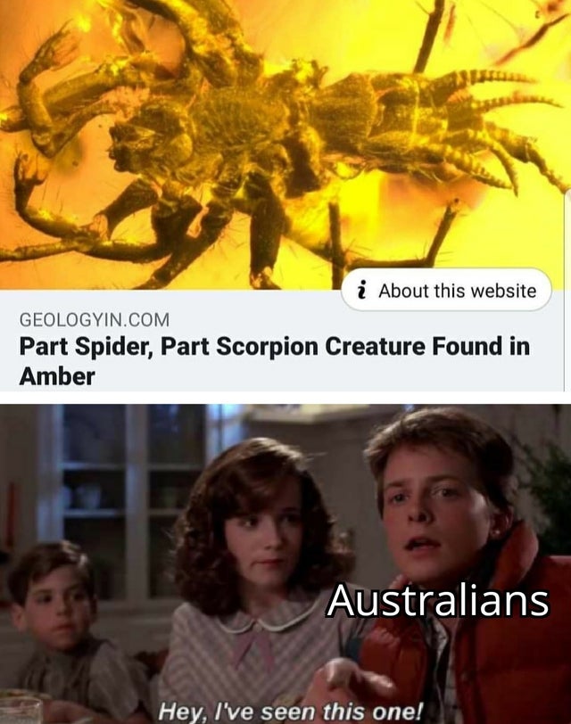 prehistoric spider in amber - i About this website Geologyin.Com Part Spider, Part Scorpion Creature Found in Amber Australians Hey, I've seen this one!