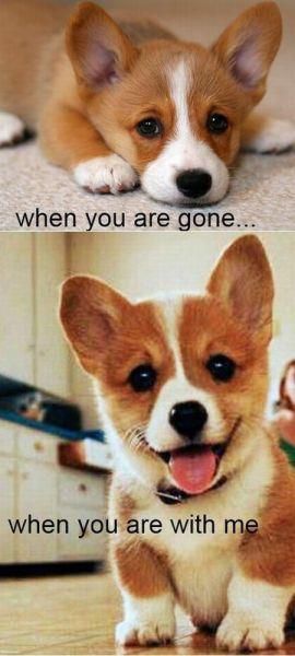 miss you corgi - when you are gone... when you are with me