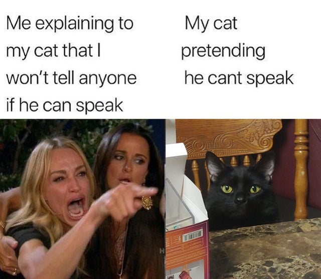 xiaomi note 10 meme - Me explaining to my cat that won't tell anyone if he can speak My cat pretending he cant speak