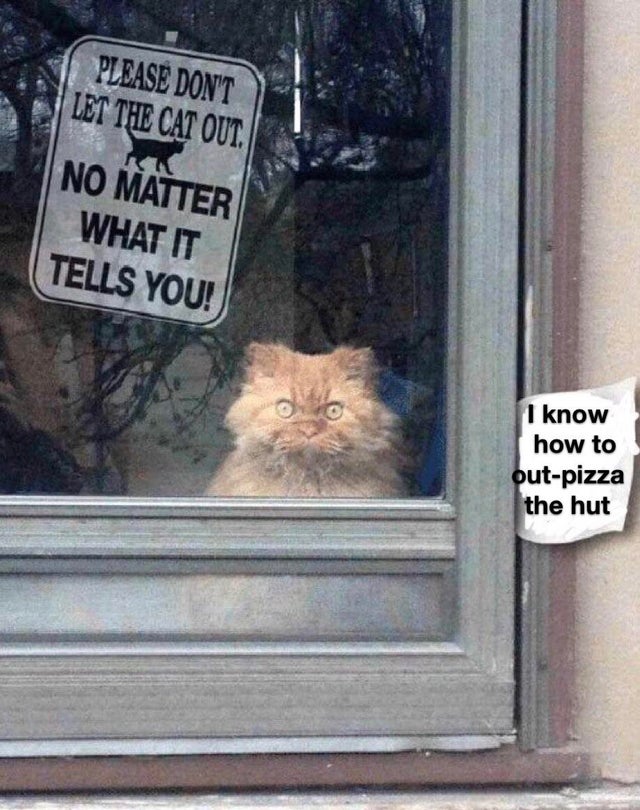 don t listen to the cat meme - Nove Please Don'T Let The Cat Out. No Matter What It Tells You! I know how to outpizza the hut