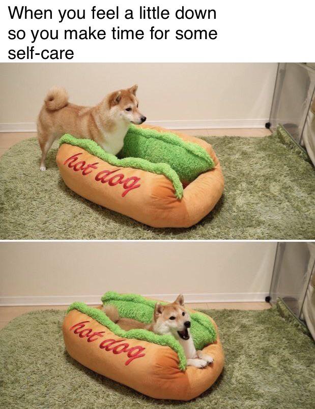 hot dog shiba - When you feel a little down so you make time for some selfcare hot doo hot doo