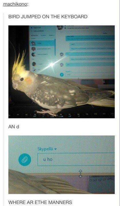 bird funny - machikono Bird Jumped On The Keyboard An D Skypell u ho Where Ar Ethe Manners