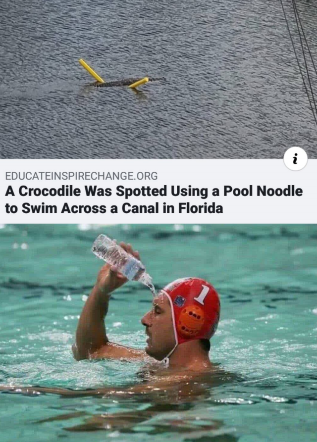 swimming pool water meme - Educateinspirechange.Org A Crocodile Was Spotted Using a Pool Noodle to Swim Across a Canal in Florida