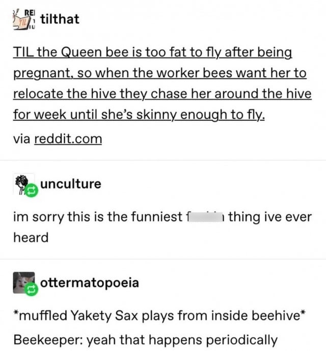 Bee - tilthat Til the Queen bee is too fat to fly after being pregnant, so when the worker bees want her to relocate the hive they chase her around the hive for week until she's skinny enough to fly. via reddit.com unculture thing ive ever im sorry this i