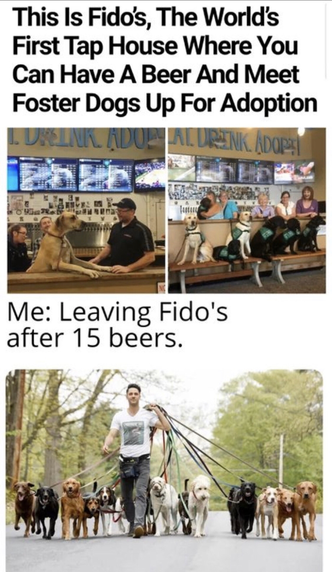 dog walker - This Is Fido's, The World's First Tap House Where You Can Have A Beer And Meet Foster Dogs Up For Adoption I. Dinladu Aldreinikado Me Leaving Fido's after 15 beers.